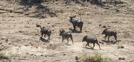 Common Warthogs (Phacochoerus africanus) spotted in the Kruger National Park, South Africa, Africa