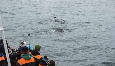 Whale Watching from a boat in Husavik, northern Iceland