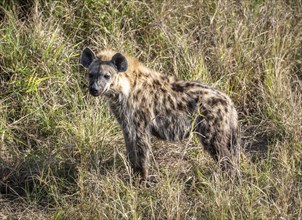 Spotted Hyena (Crocuta Crocuta) in Kruger National Park, South Africa, Africa