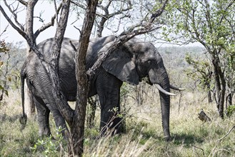 African Elephant (Loxodonta Africana) at Kruger National Park, South Africa, Africa