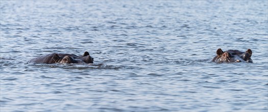 Hippo (mostly submerged) spotted in the Chobe National Park, Botswana, Africa