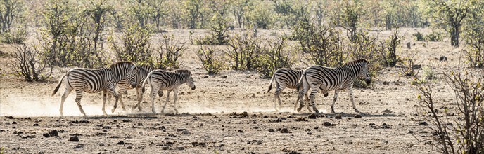 Group of Zebras spotted in the Kruger National Park, South Africa, Africa