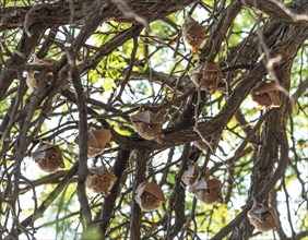 Fruit bats hanging in a tree (Hwange National Park, Zimbabwe) during winter season