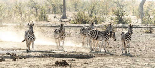 Group of Zebras spotted in the Kruger National Park, South Africa, Africa