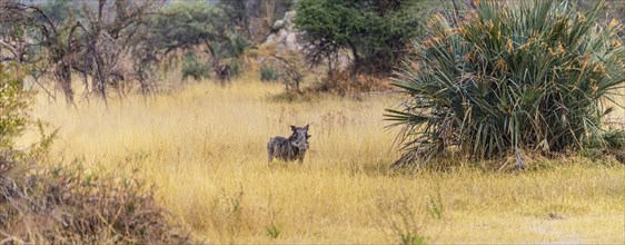 Warthogs spotted in the Okavango Delta, Botswana during winter season