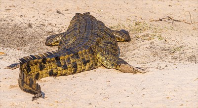 Nile crocodile (Crocodylus niloticus) spotted in the Chobe National Park, Botswana, Africa