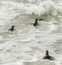 Penguins at Boulders Beach, Simonstown in South Africa (close-up shot)