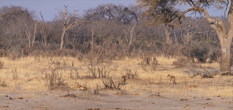 Group of Lions in the Hwange National Park, Zimbabwe during winter season