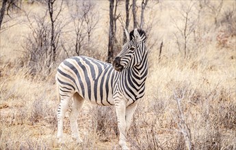 Zebra spotted in the Khama Rhino Sanctuary, Botswana, during winter, Africa