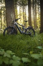 A bicycle leaning against a tree in the forest, surrounded by tall grass through which the sun's