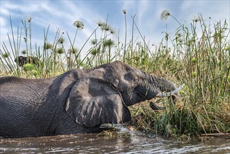 Elephants spotted in the Chobe National Park, Botswana, Africa