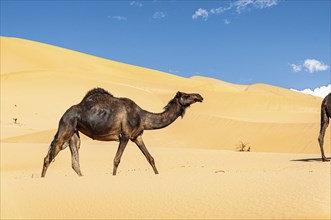 Group of dromedaries in the beautiful Omani Rub al-Chali Desert