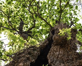 Gnarled old Oak at a hot summer day with green leaves