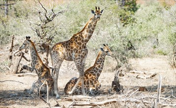 Giraffes at the Kruger National Park, South Africa (close-up)