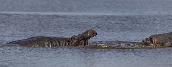 Some Hippos (Hippopotamus Amphibius) in the Kruger National Park, South Africa, Africa