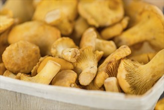 Portion of fresh harvested Chanterelles