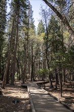 Hiking Trail in Yosemite Valley, California, USA, North America