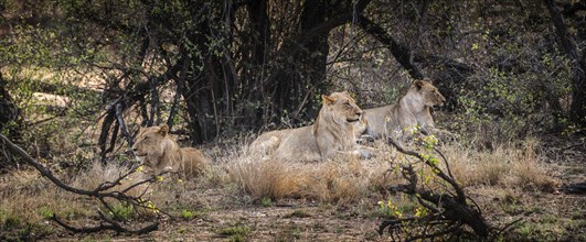 Group of young Lions (Panthera Leo) in Kruger National Park, South Africa, Africa