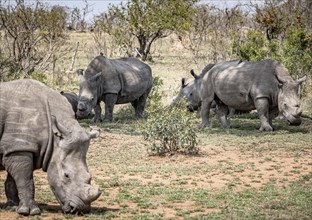 White Rhinoceros (Ceratotherium Simum) in Kruger National Park, South Africa, Africa