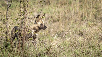 African Wild Dogs (Lycaon Pictus) in Kruger National Park, South Africa, Africa