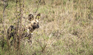 African Wild Dogs (Lycaon Pictus) in Kruger National Park, South Africa, Africa