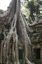 The famous Ta Prohm temple in Angkor Wat, Cambodia, Asia