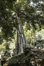 The famous Ta Prohm temple in Angkor Wat, Cambodia, Asia