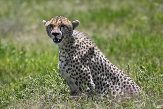 Cheetah (acinonyx jubatus), portrait, Serengeti National Park, Tanzania, Africa