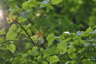 Robin, June, Germany, Europe