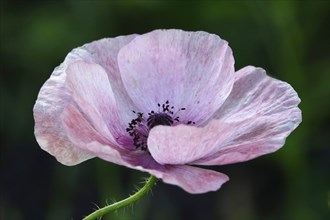 Poppy flower, June, Germany, Europe