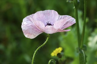 Poppy flower, June, Germany, Europe