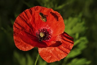 Poppy flower, June, Germany, Europe