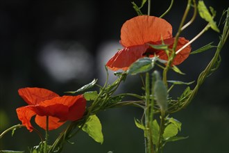 Poppies, June, Germany, Europe