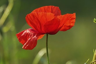 Poppy flower, June, Germany, Europe