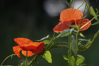 Poppies, June, Germany, Europe