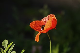 Poppy flower, June, Germany, Europe