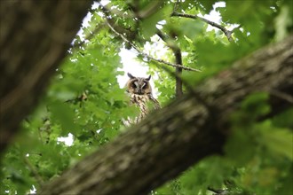 Long-eared owl (asio otus), June, Saxony, Germany, Europe