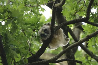 Young long-eared owl (Asio otus), June, Saxony, Germany, Europe