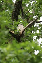 Young long-eared owl (Asio otus), June, Saxony, Germany, Europe