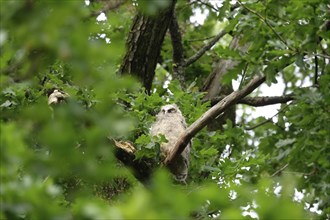 Young long-eared owl (Asio otus), June, Saxony, Germany, Europe