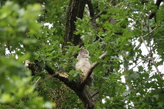 Young long-eared owl (Asio otus), June, Saxony, Germany, Europe