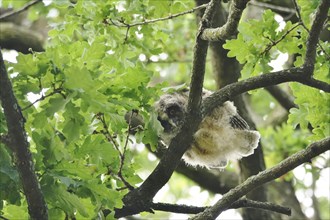 Young long-eared owl (Asio otus), June, Saxony, Germany, Europe