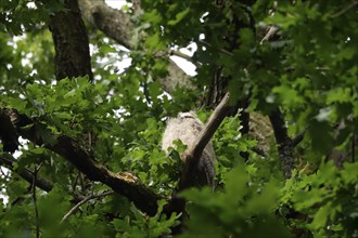 Young long-eared owl (Asio otus), June, Saxony, Germany, Europe