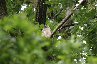 Young long-eared owl (Asio otus), June, Saxony, Germany, Europe