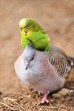 Animal Friendship of a Crested pigeon (Ocyphaps lophotes) cuddeling a Budgerigar (Melopsittacus