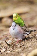 Animal Friendship of a Crested pigeon (Ocyphaps lophotes) cuddeling a Budgerigar (Melopsittacus