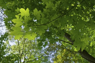 Hall's green lung, Wettbachklinge, Wettbachschlucht, Wettbach, Klinge, forest, maple, leaf, leaves,