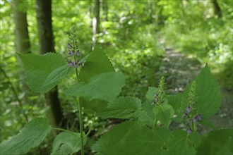 Woodland willow (Stachys sylvatica), Swabian-Franconian Forest Nature Park, Schwäbisch Hall, Kocher