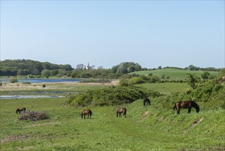 View from Hatbakken Fakkebjerg, Bagenkop, Langeland, wild horses, Fyn County, South Fyn Geopark,