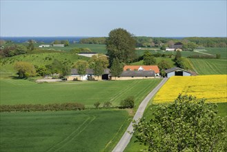 View from Hatbakken Fakkebjerg, Bagenkop, Langeland, agriculture, rape cultivation, fields, farms,